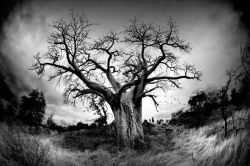 The Tree av fotograf Velter