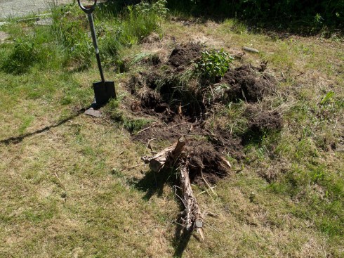 Stubben måtte gi tapt.