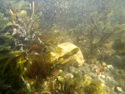 Tang og tare på Solvika