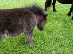 IMG_0828 Nyfødt føll