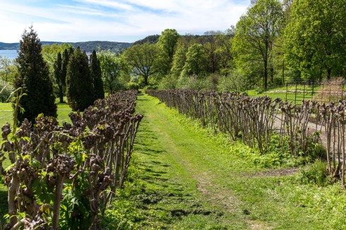 Asvo holder på å plante nytt på Rød Herregård