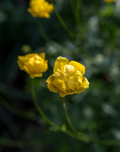 Jeg gikk en tur i Botanisk hage