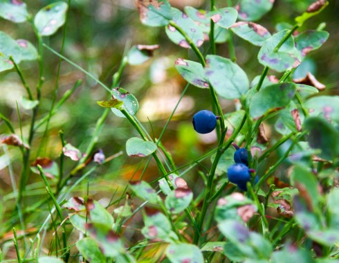 Blåbær