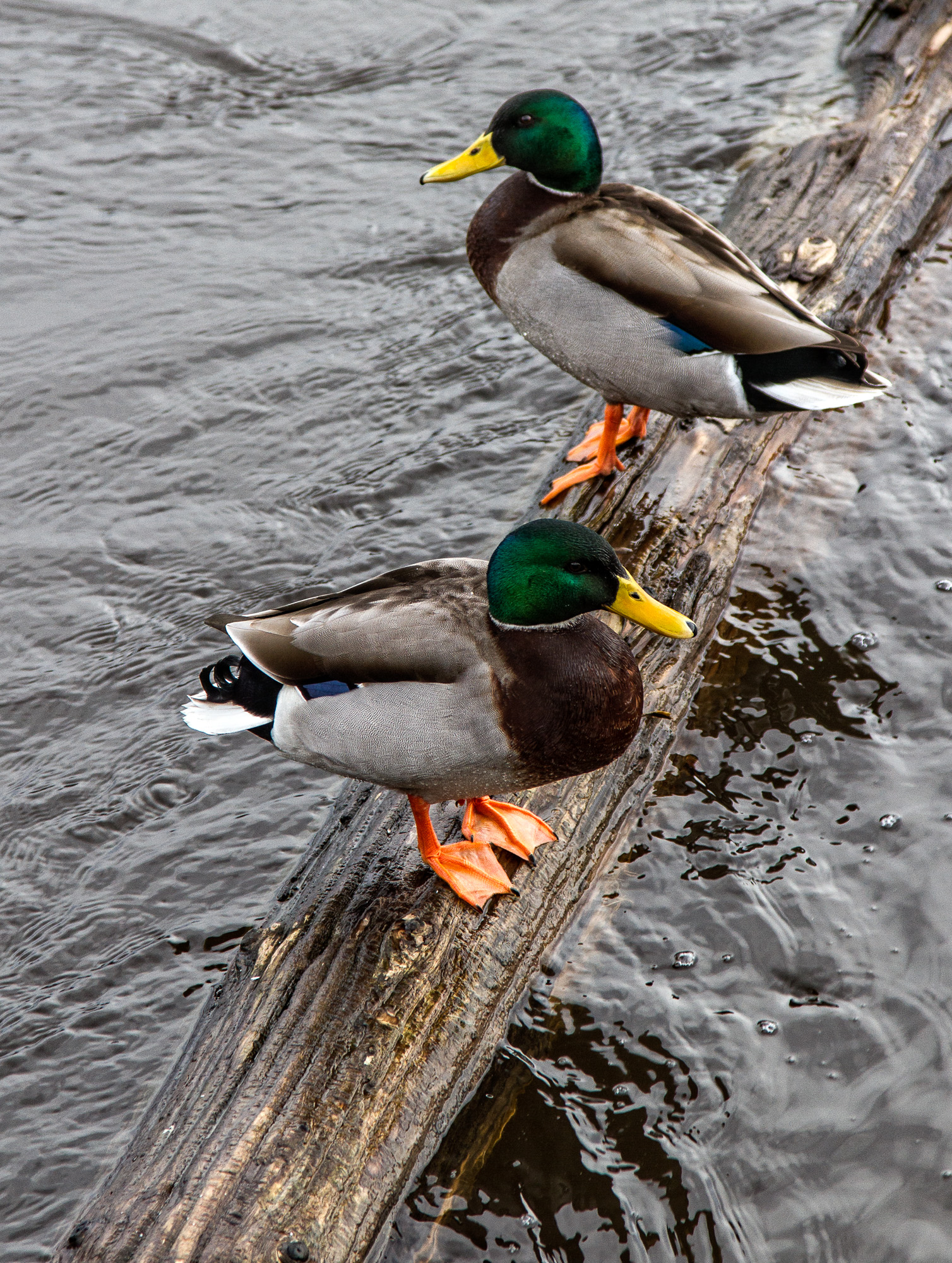 Jeg gikk en tur borte i vaet i Tistedal