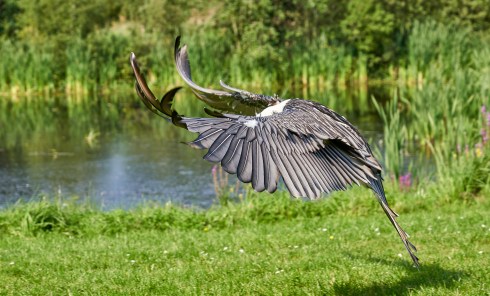 Ørnereservatet på Nord-Jylland ved Skagen.